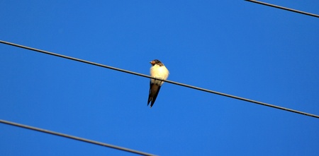 bird and sky blueの写真素材