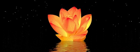 water lily orange and skyの写真素材