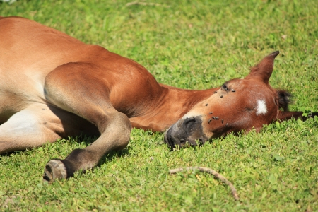 colt brown and grass greenの写真素材