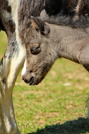 pony grey and grassの写真素材