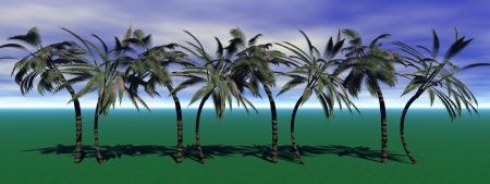 palms and sky blueの写真素材
