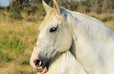 Camargue horseの写真素材