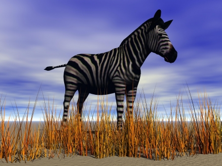 zebra and grassの写真素材