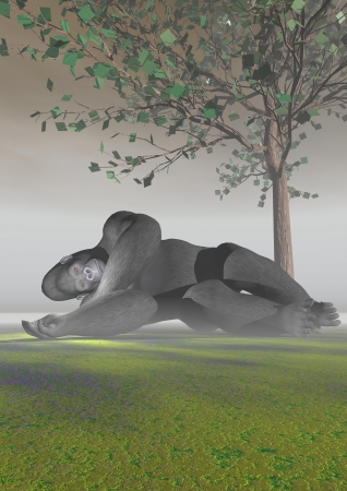 A gorilla which sleepsの写真素材