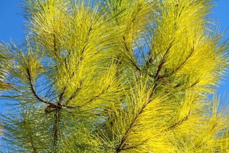 fir tree greenの写真素材