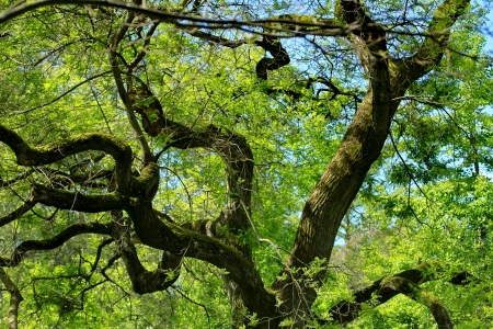 A tree and branches
