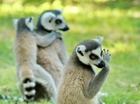 Several lemurs in situation