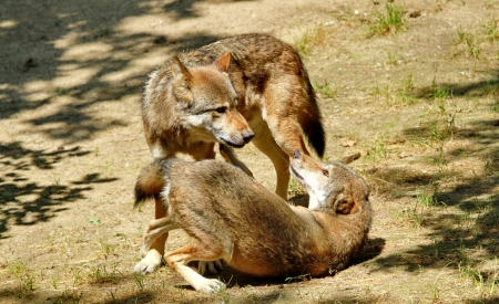 Two wolves which fight