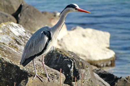 grey heron and lakeの写真素材