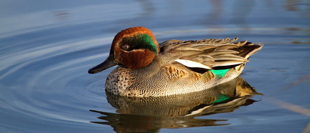 duck teal with of magnificent colors on the waterの写真素材