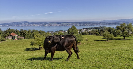 Cow black in front of the lake of Zurichの写真素材