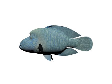 Napoleon fish blue isolated in white backgroundの写真素材