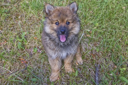 young spitz brown and black and grassの写真素材