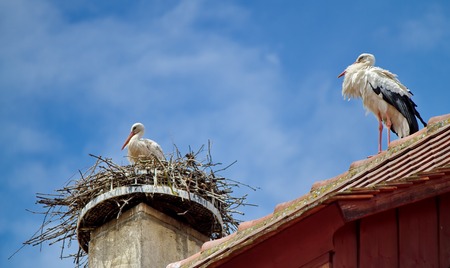 stork in a nest and another walking on the roof and sky blueの写真素材