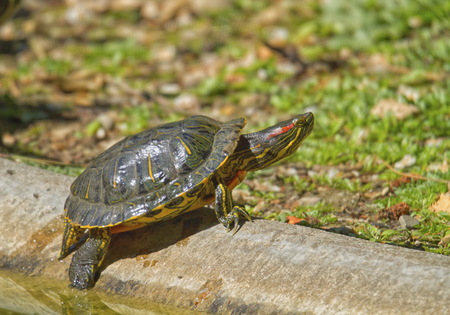 Red-eared slider turtle and sun