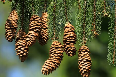 very beautiful pine cone on a beautiful green fir treeの写真素材