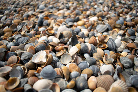 Seashells and clams on coastal sands