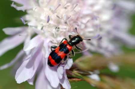 Common beekeeperの写真素材