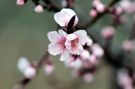 Flowering Cherry in Spring, detail, buds and blossoms, close-upの写真素材