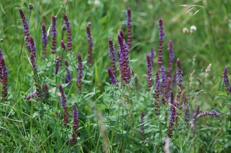 Wild Sage, purple blossoms