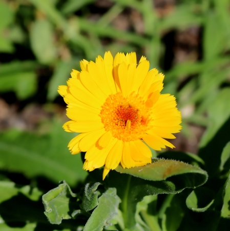 Bright Yellow Calendula in Full Sunlight, Blossom, Close-upの写真素材