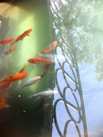Red trout   の写真素材