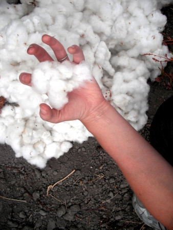 cotton の写真素材