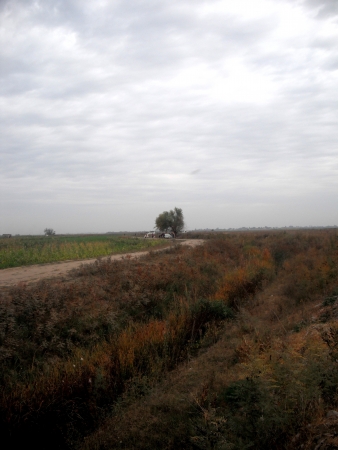 Cotton fields   の写真素材