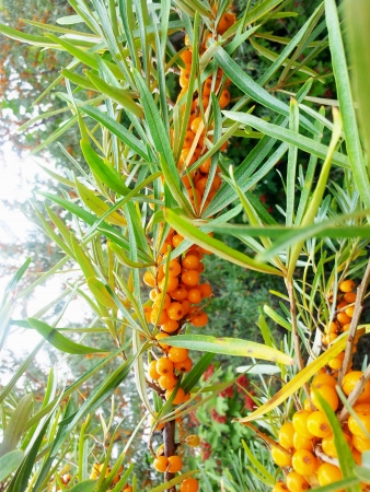 Rowan berries の写真素材