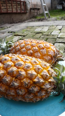 Pineapplesの写真素材