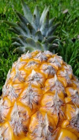 Pineapplesの写真素材