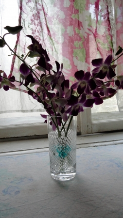 Purple orchidの写真素材