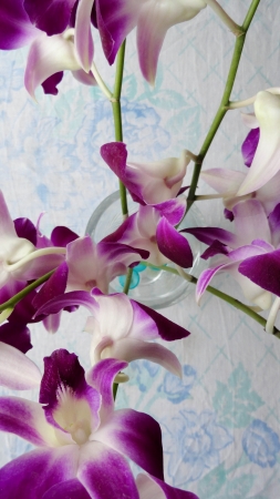 Purple orchidの写真素材
