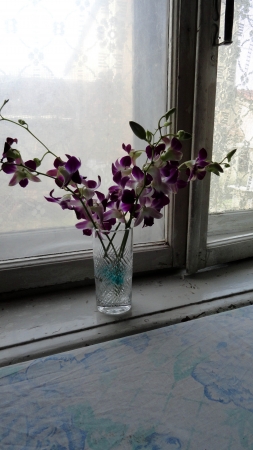 Purple orchidの写真素材
