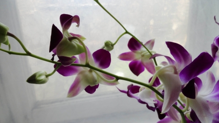 Purple orchidの写真素材