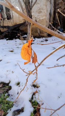 Leaf on a branch の写真素材