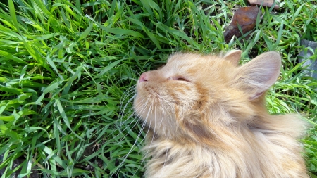 Red Cat 