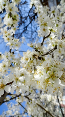 Blooming buds on the treesの写真素材