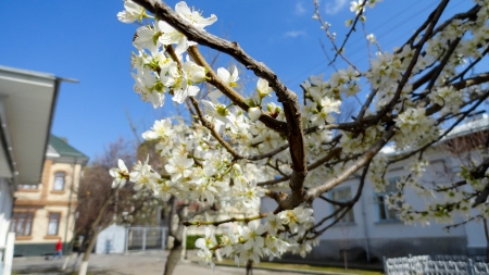 Blooming buds on the treesの写真素材