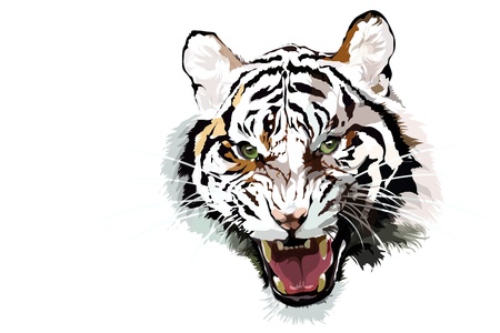 Close up of a beautiful Siberian Tiger のイラスト素材
