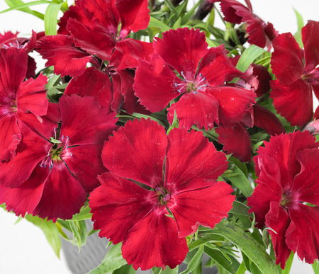 Picture of beautiful flowers against the background of nature. Decorative flowers.の写真素材