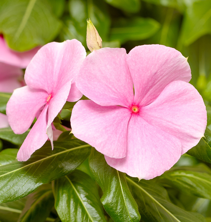 Picture of beautiful flowers against the background of nature. Decorative flowers.の写真素材