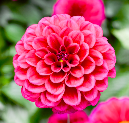 Picture of beautiful flowers against the background of nature. Decorative flowers.の写真素材