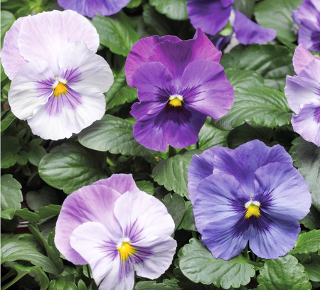 Picture of beautiful flowers against the background of nature. Decorative flowers.の写真素材