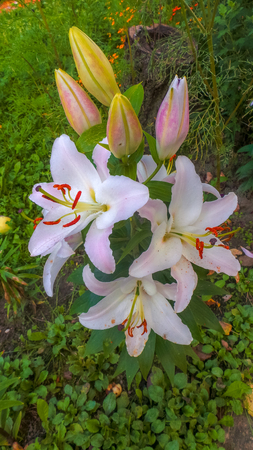 Picture of beautiful flowers against the background of nature. Decorative flowers.の写真素材