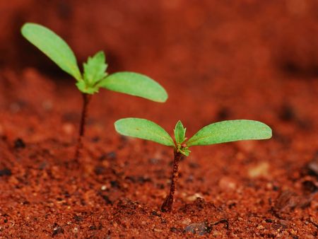 A seedling starting its journeyの写真素材