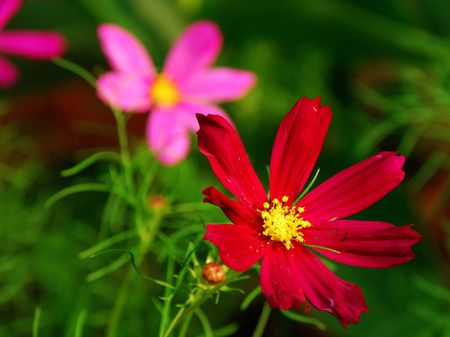 Cosmos flowerの写真素材