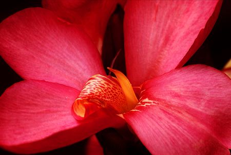 Red lillyの写真素材