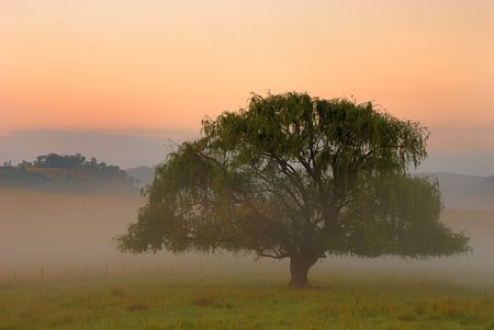 Misty morning treeの写真素材