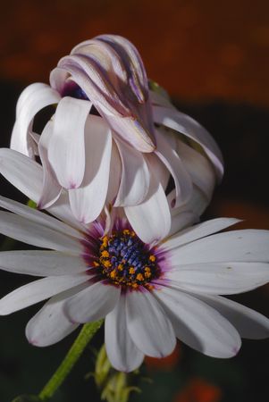 White daisyの写真素材